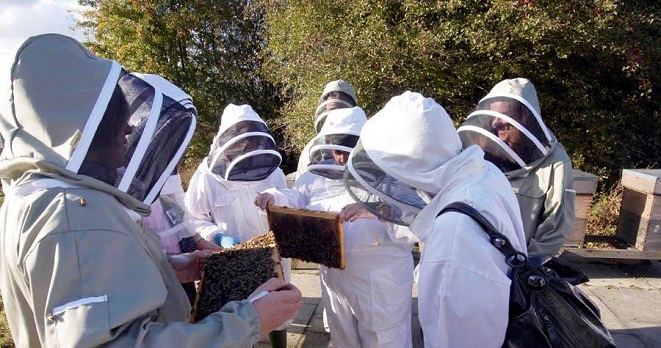 Bee-Photo